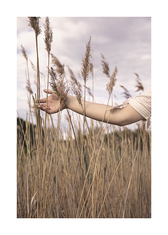  – Photograph of an arm stretching out in between brown reeds