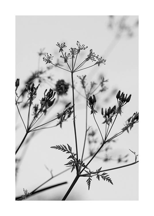  – Black and white photograph of a bundle of wild flowers with a light grey background behind them