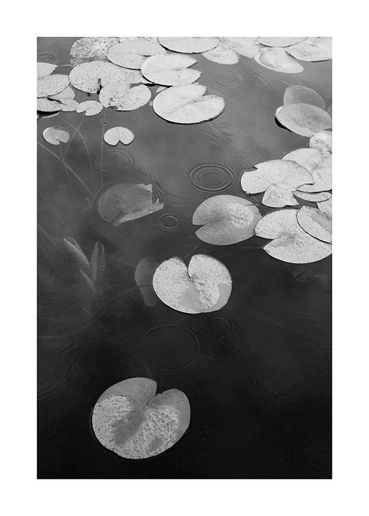  – Black and white photograph of a lake with water lilies in the water