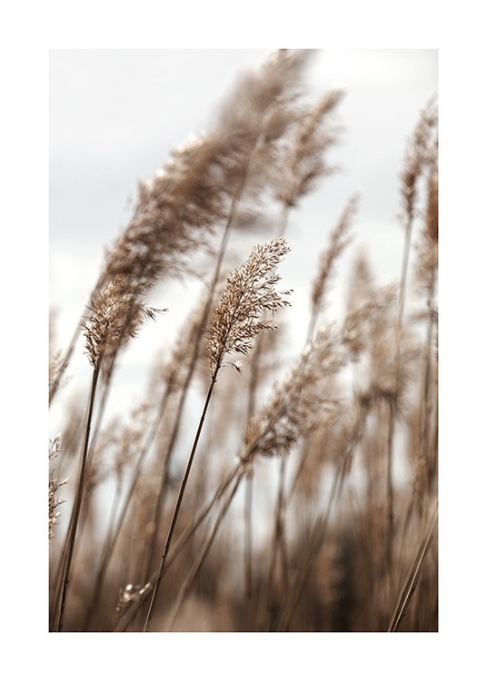  – Photograph of reeds in beige, leaning to the side in the wind