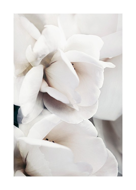  – Photograph with close up of the petals of a rose, in white
