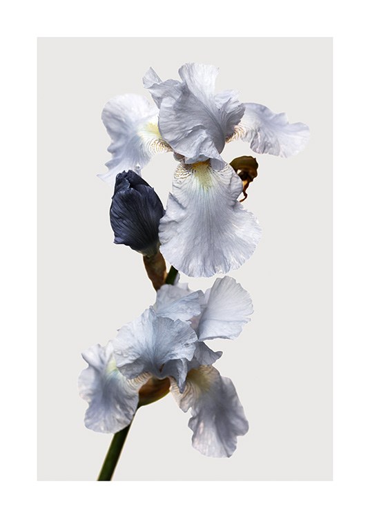  – Photograph of an iris flower with blue petals, against a light grey background
