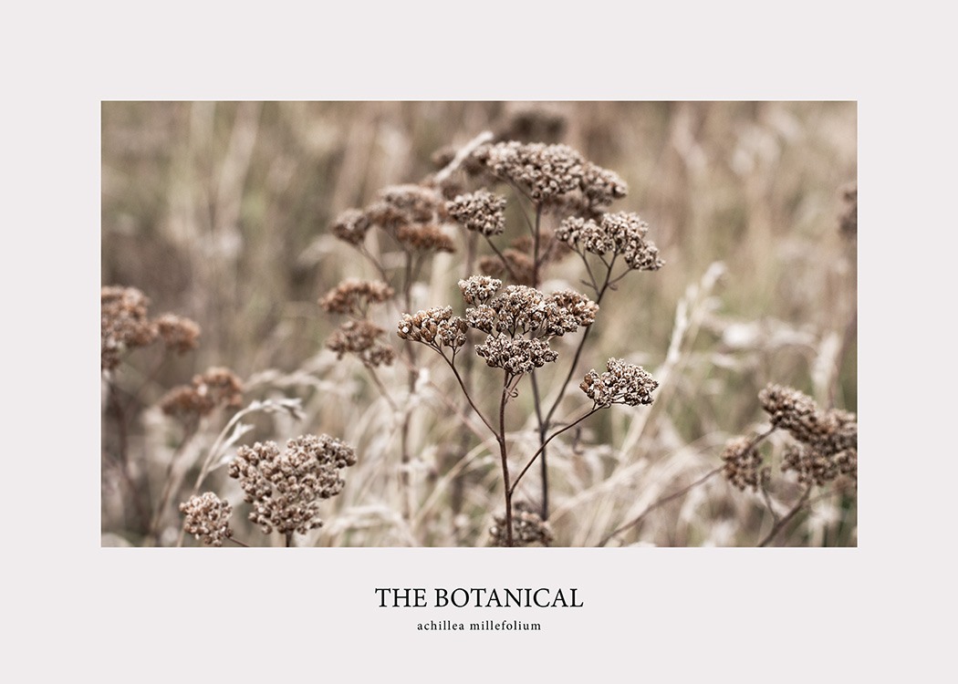 Botanical No1 Poster