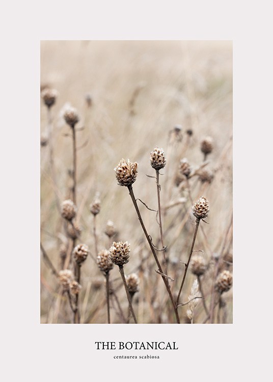  – Photograph of a bunch of beige, dried flowers with a blurred background and text underneath