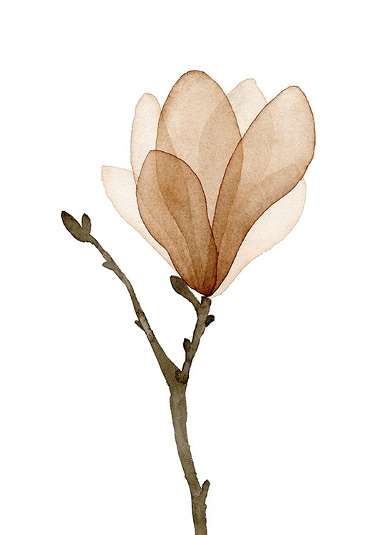  – Painting in watercolour of a beige and brown magnolia against a white background