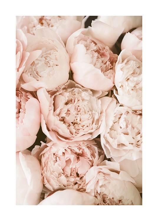  – Photograph of a cluster of peonies in light pink