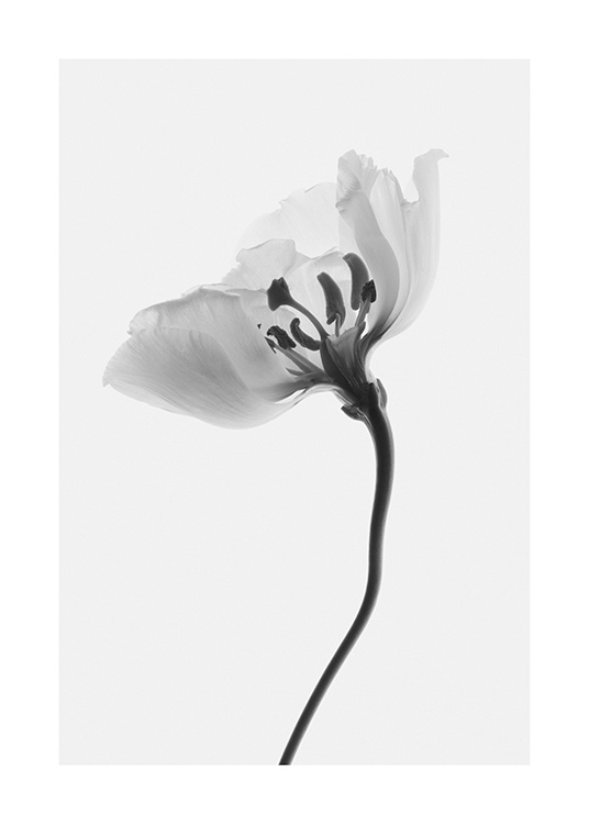  – Black and white photograph of a flower seen from the side, on a light grey background