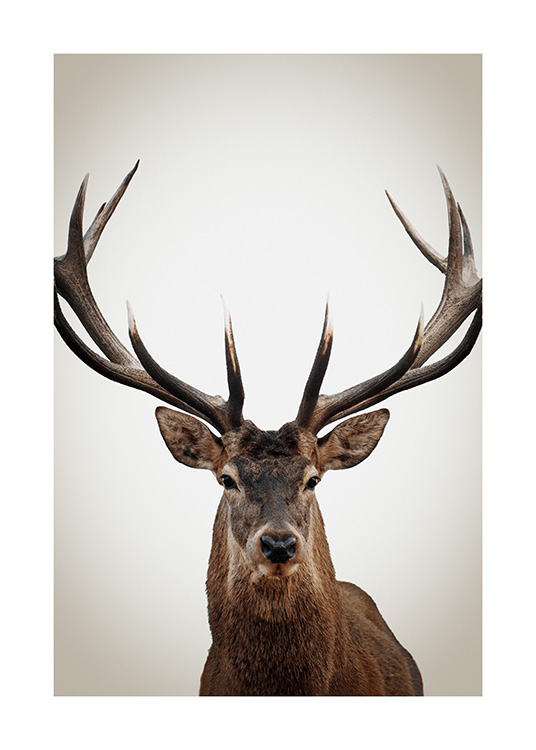 Winter Deer Poster
