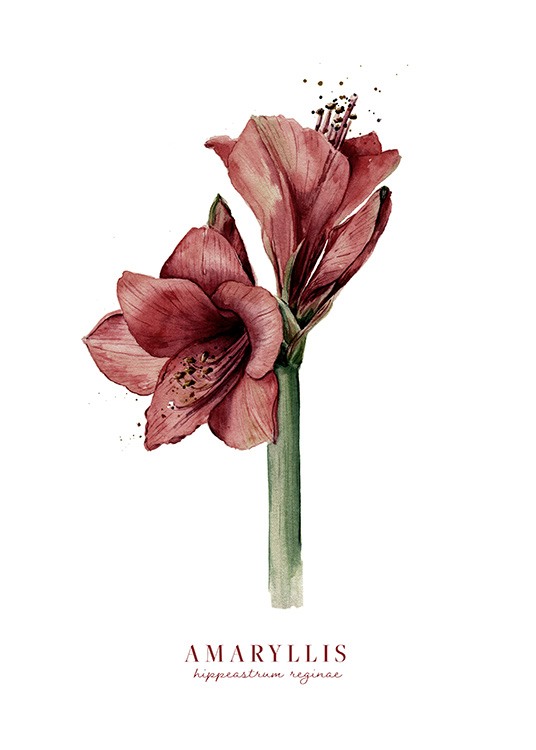 Watercolor Amaryllis Poster