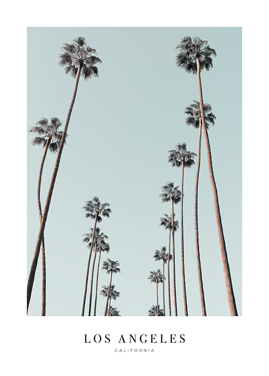  – Photograph of a bunch of tall palm trees with a blue sky in the background and text underneath