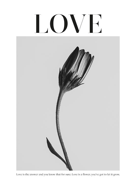  – Black and white photograph of a flower on a grey background, with text at the top and bottom
