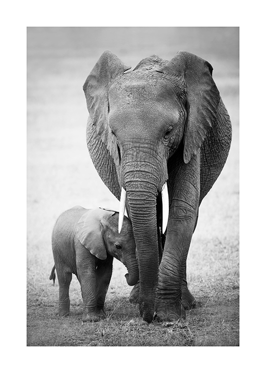 Elephant Love Poster