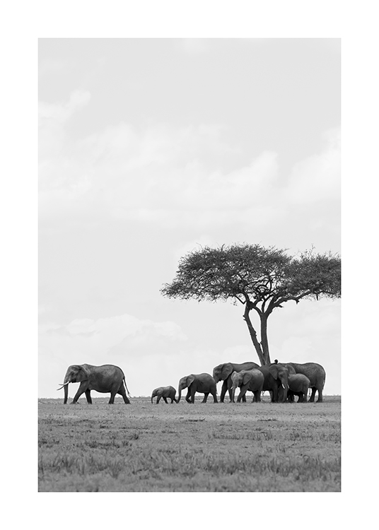  – Black and white photograph of a herd of elephants underneath a tree in the desert