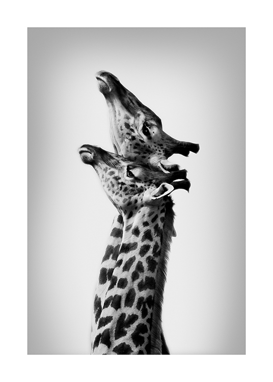  – Black and white photograph of a pair of giraffes stretching their necks