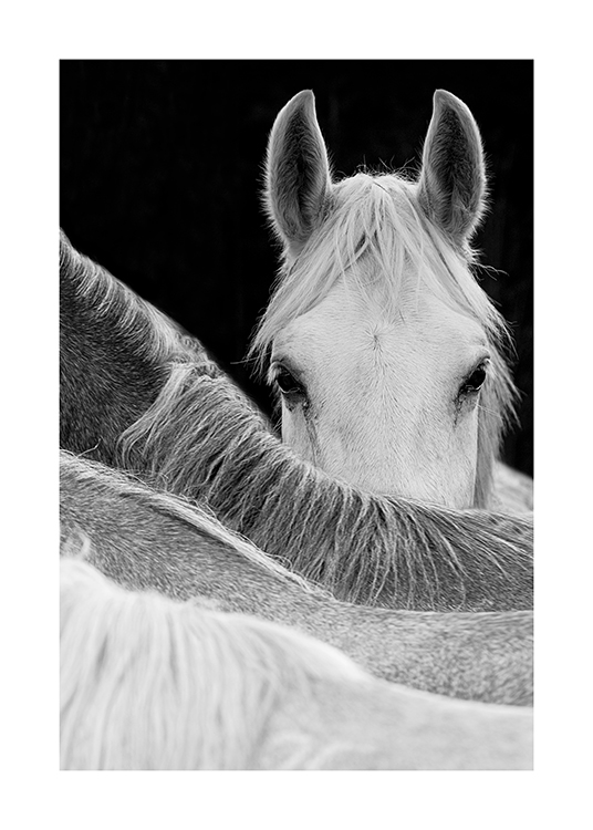  – Black and white photograph of a horse gazing over another horse's back