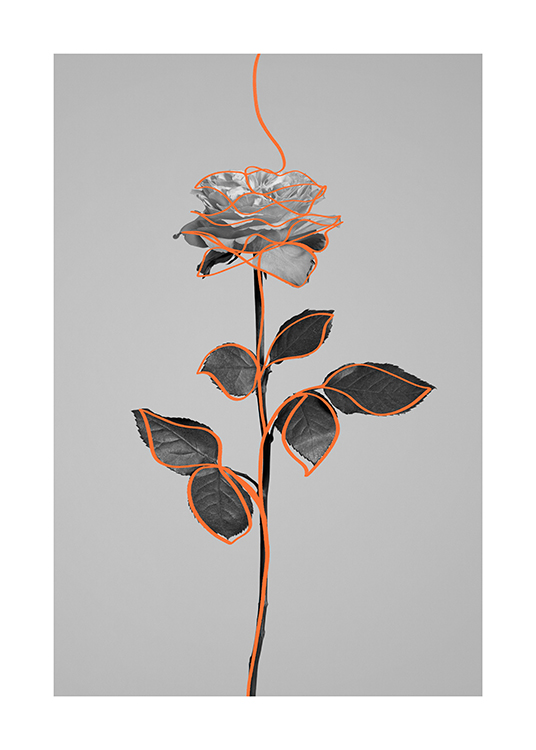  – Black and white photograph of a rose, outlined with an orange line