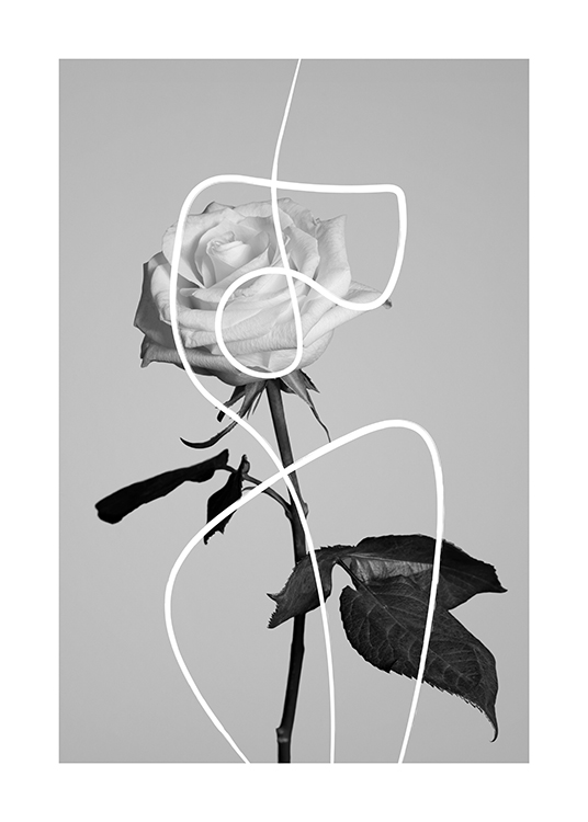  – Black and white photograph of a rose covered by a white, abstract line