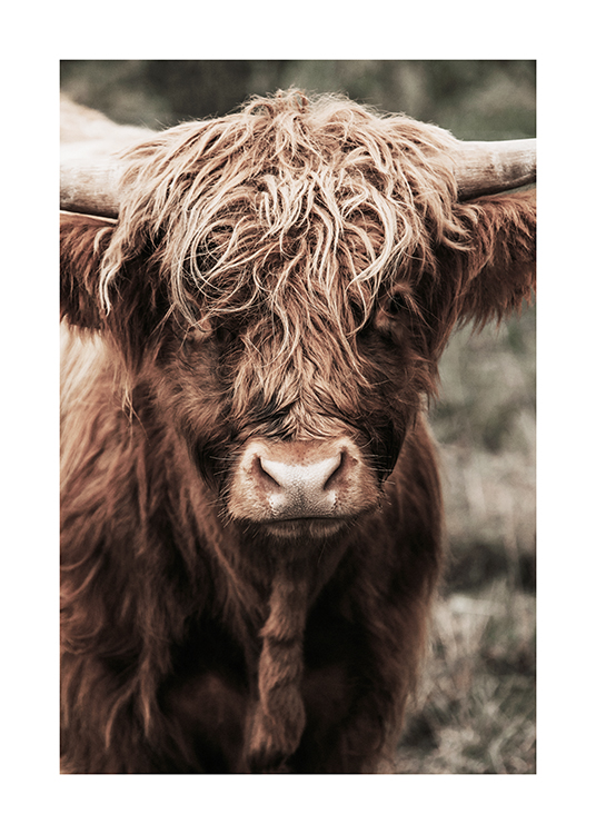  – Photograph of a highland cow with brown fur looking into the lense