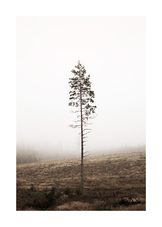  – Photograph of a single pine tree with a bare stem, with a foggy forest in the background