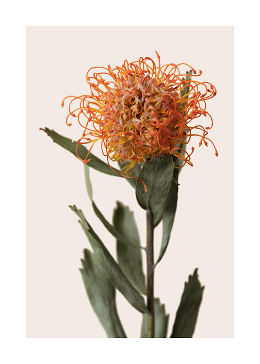  – Photograph of a protea with an orange flower and green leaves against a light beige background