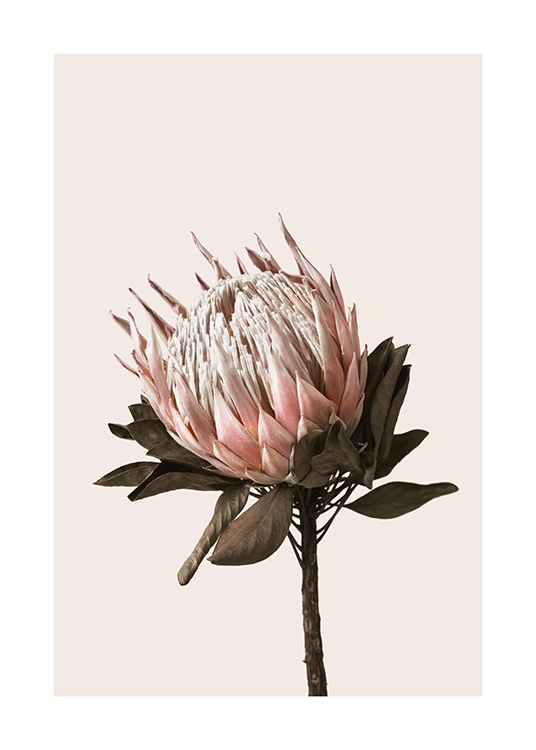 Dried Protea No2 Poster Pink protea Desenio.co.uk