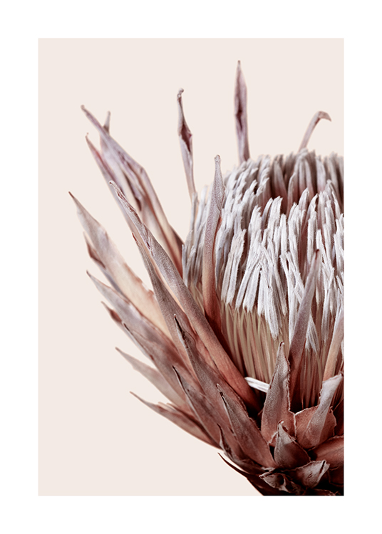  – Photograph with close up of a protea in pink against a light beige background