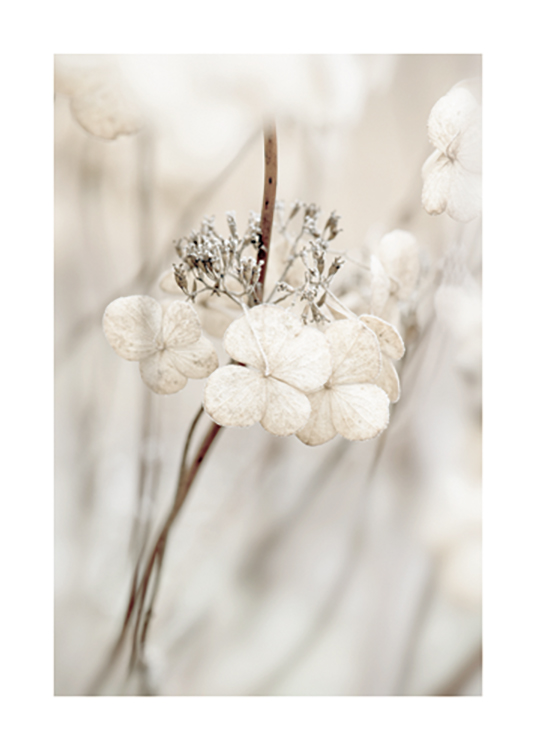  – Photograph with close up of a dried hydrangea with light beige leaves