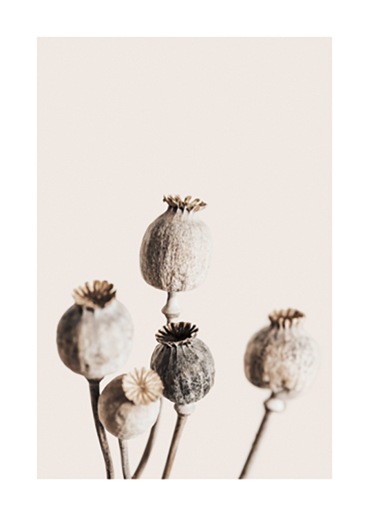  – Photograph of a bunch of dried poppy heads in brown and beige, against a background in light beige