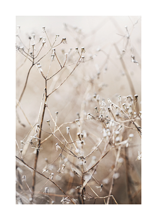  – Photograph of dried little flowers on branches, against a beige background