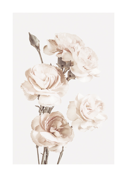  – Photograph of a large, light beige flowers on a background in light grey
