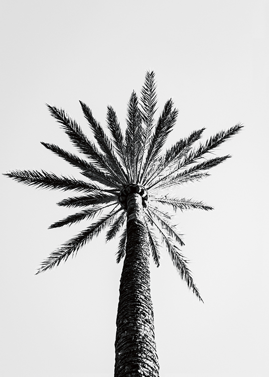  – Black and white photograph of a large palm tree seen from underneath