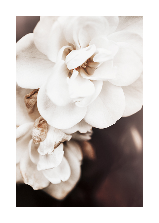  – Photograph with close up of floribunda roses in white, on a dark background