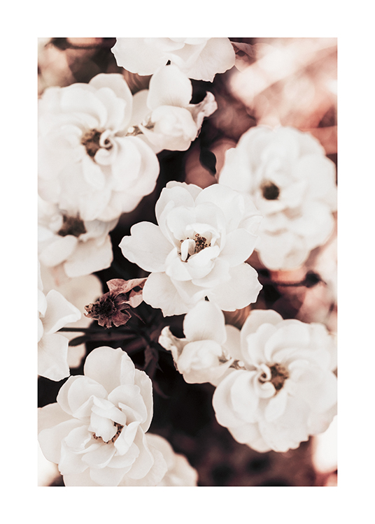  – Photograph of floribunda roses in white, against a blurry background