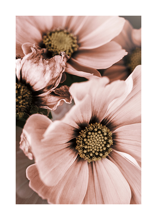  – Photograph with close up of a couple of pink flowers with a beige centre