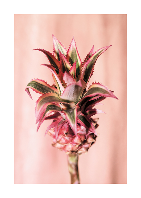  – A photograph of a pineapple flower with a pale pink background