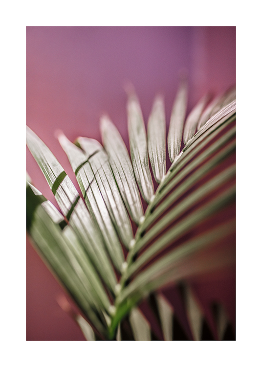  – A photograph of a palm leaf with a pink background