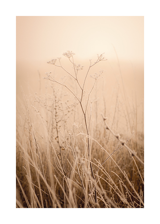  – Photograph of a foggy grass field with dry flowers