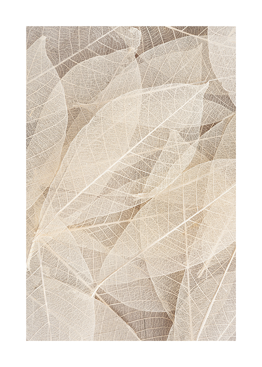  – Photograph with close up of see-through skeleton leaves in light beige