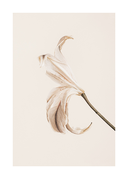  – Photograph of a lily with light petals against a light beige background