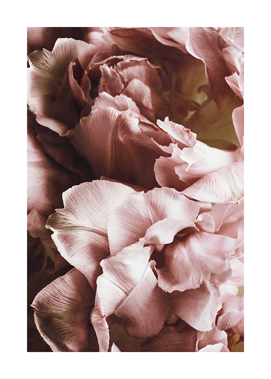  – Photograph with close up of pink flowers