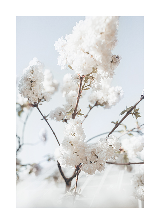  – Photograph of a white syringa tree with a light blue sky behind it