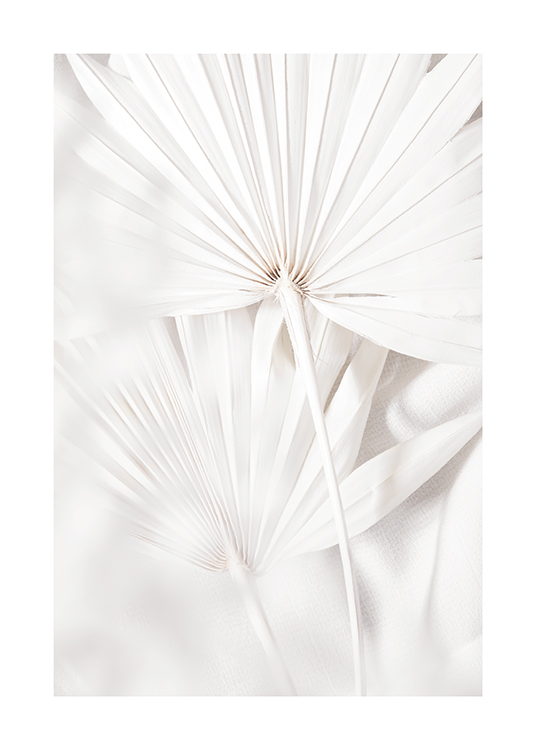  – Photograph of palm leaves in white with pleats in the leaves