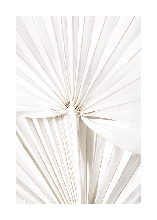 – Photograph with close up of white palm leaves with pleats in them
