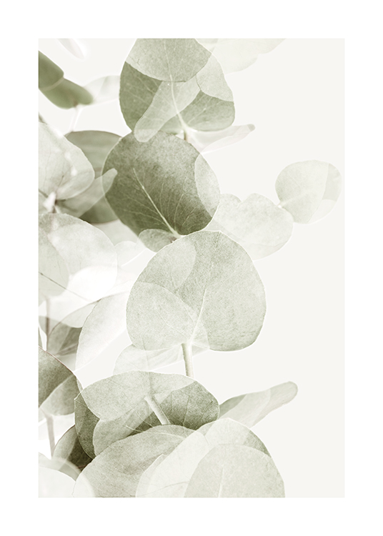  – Photograph of eucalyptus leaves in grey-green with transparent shadows on a light background