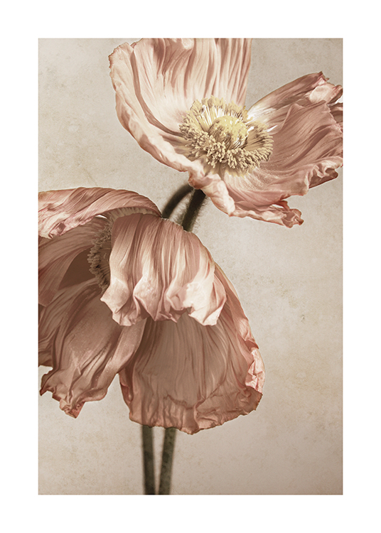  – Photograph of a pair of light pink poppy flowers with a stone background in beige