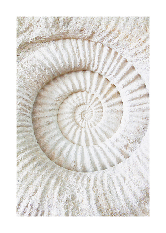  – Photograph of an ammonite fossil in white with a ridged structure