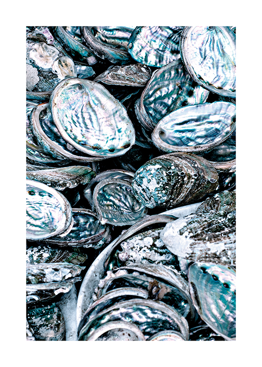  – Photograph of a cluster of shimmering abalone
