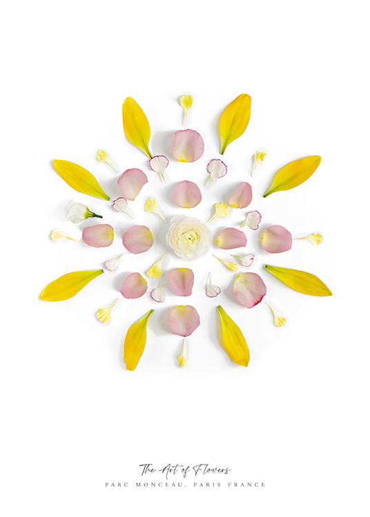  – Photograph of flower petals in yellow and pink laying on a white background in a circle