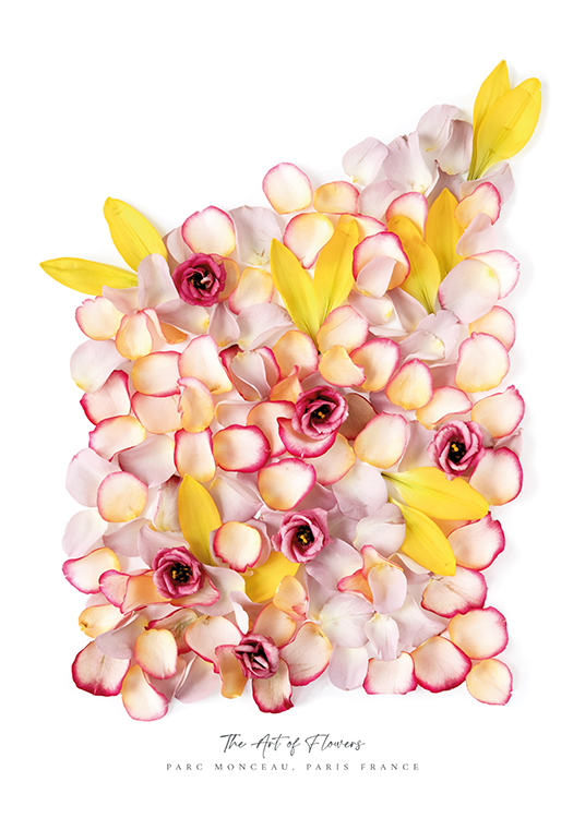 – Photograph of pink and yellow flowers and petals against a white background