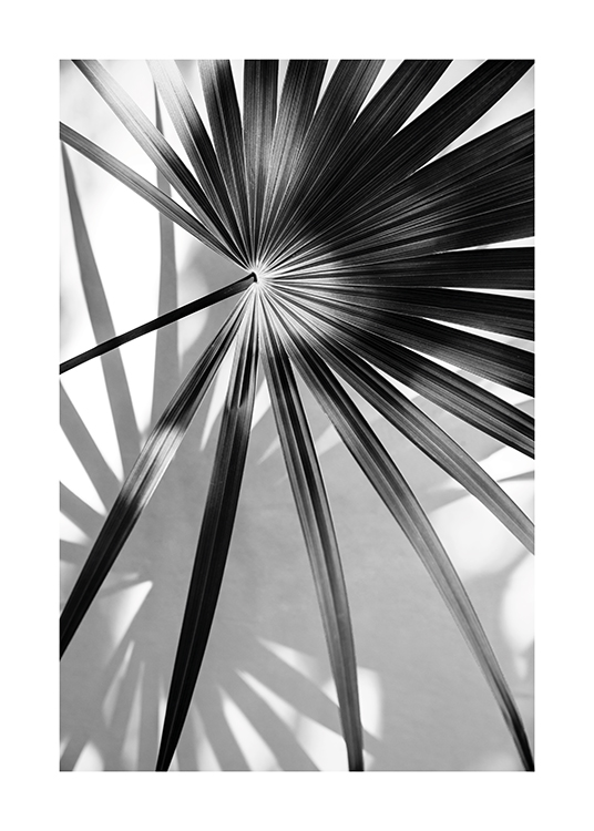  – Black and white photograph of a fan palm leaf and its shadow in the background